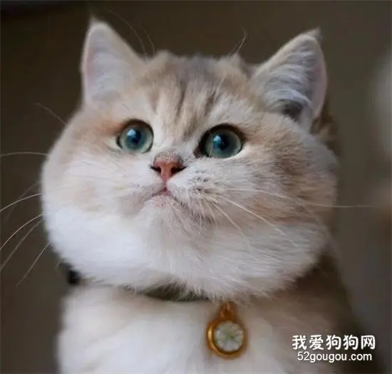 大脸猫本猫joya，这谁看了不想揉？！