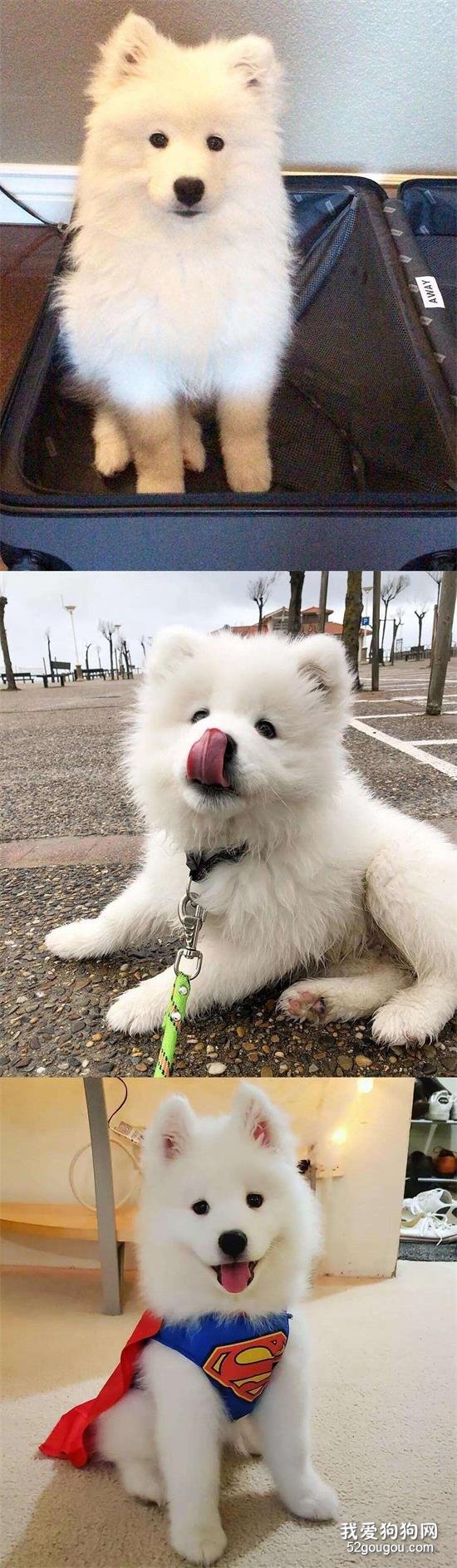 狗界颜值担当！据了解每一个捡屎官都想过养它……