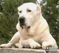 狗狗感冒的处理方式有哪些?