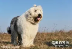 狗狗感冒的几种治疗方法