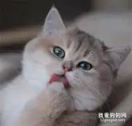 猫咪感冒的发病原因