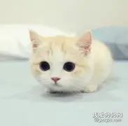 猫猫感冒的症状及治疗