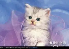 猫咪打喷嚏一定是感冒了吗？