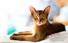 如何治疗阿比西尼亚猫的猫癣？