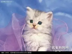 如何治疗及预防猫疥癣病？