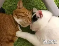 我的猫喜欢睡床，是因为太爱我吗？