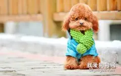 泰迪犬毛色变浅的原因是什么