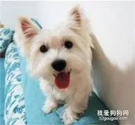 为何狗狗的被毛有这么多种颜色？