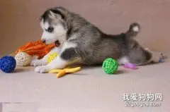 宠物食品中的色素有什么作用?