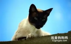 暹罗猫毛色会随年龄和温度变化