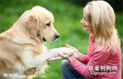 如何让金毛犬的毛色光滑漂亮？