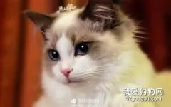 猫咪毛色种类解析