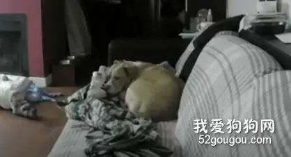 这世界上，只有狗狗能诠释等待是一件多么心酸的事情了吧...