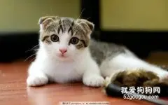 苏格兰折耳猫眼睛的颜色介绍