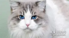 重点色短毛猫的养护知识