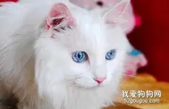 波斯猫的眼睛一定要是不同色吗?