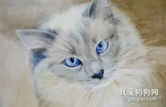 猫咪有多聪明之看脸色行事？