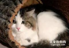 猫猫是否能识别东西的颜色？