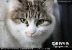 猫咪眼中的世界是绿色的 你知道吗