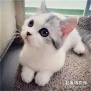 猫咪颜色详细介绍