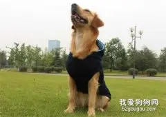 狗狗穿衣服有哪些隐患?