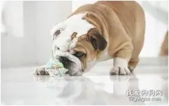 如何更好的呵护老年的狗狗？