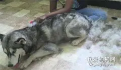 哈士奇换毛期需要注意些什么？