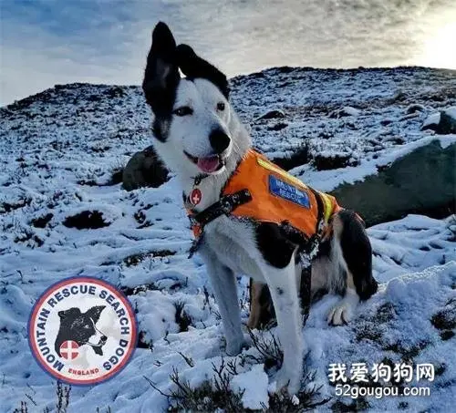 搜救犬是如何工作的？从雪崩被困人员的角度看，这一幕既热血又感人！