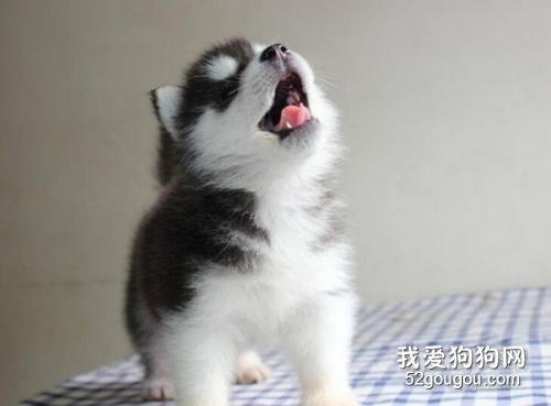 哈士奇幼犬多少钱？一只哈士奇幼犬如何饲养？