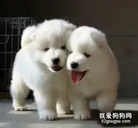 断奶后的幼犬应该喂多少口粮？