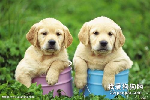 如何护理幼犬？护理幼犬的注意事项