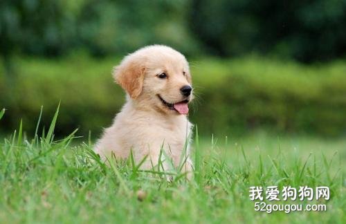 金毛吃那些好？喂养金毛应该注意什么？