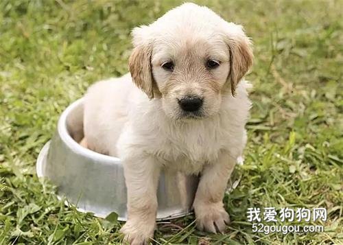 什么样的奶粉适合喂养幼犬，奶粉喂养幼犬的注意事项