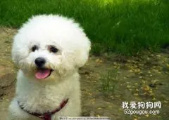 狗狗在不同季节的饲养方法