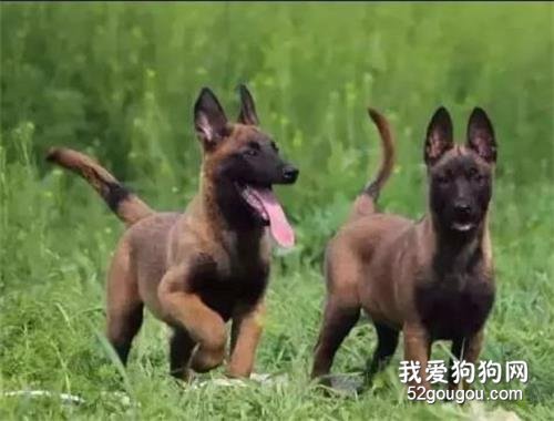 马犬幼犬好养吗 马犬幼犬怎么饲养