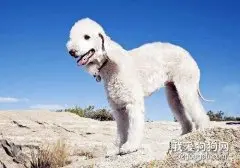 饲养贝灵顿幼犬需要注意的都有什么？