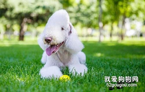 饲养贝灵顿幼犬需要注意的都有什么？
