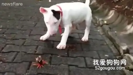 牛头梗宝宝路遇小螃蟹，结果...