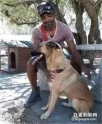 一只狗为了主人有多拼命，南非的一只大德牧交出了它的答案！