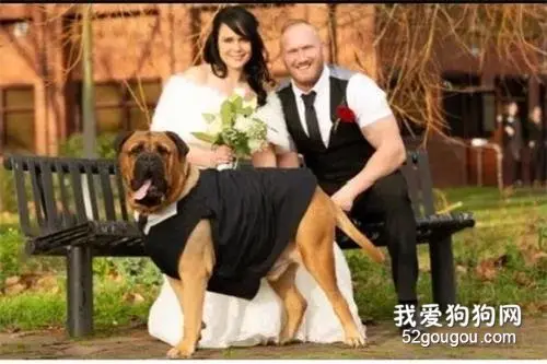 得知爱犬患病，她选择提前结婚，“为了它，一切都值得”