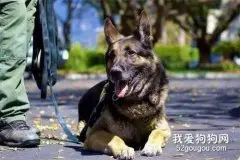 军犬和警犬的三个不同点