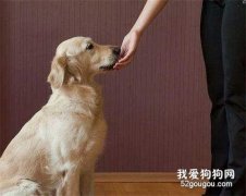 训练狗狗坐下的5个方法