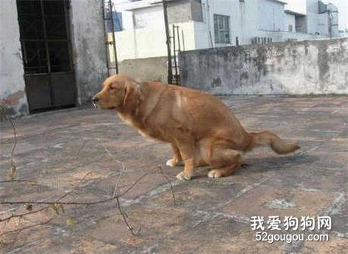 狗狗便秘是什么原因及症状是什么