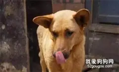 这7种中华田园犬，正在逐渐的消失....