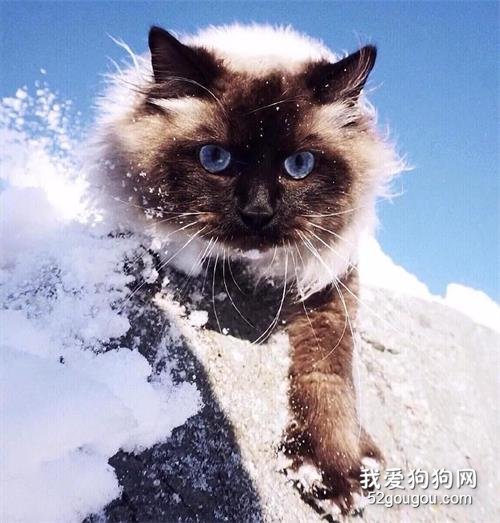 眼睛超美的猫猫，这么仙的挖煤工真是前所未有！