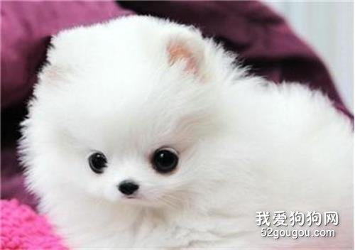 迷你博美犬多少钱一只 迷你博美犬价格整理