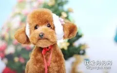 宠物尿垫使用注意事项及功效有哪些?