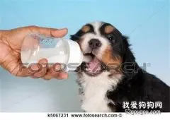 婴儿奶粉适合用来喂食幼犬吗？