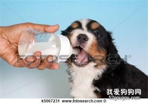 婴儿奶粉合适用来喂食幼犬吗？