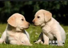 不同时期的狗狗都应该如何喂养？